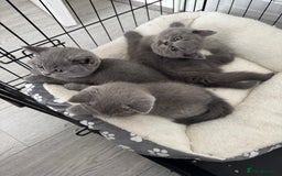 British Shorthair cats for sale: British shorthair kittens  - Image 2