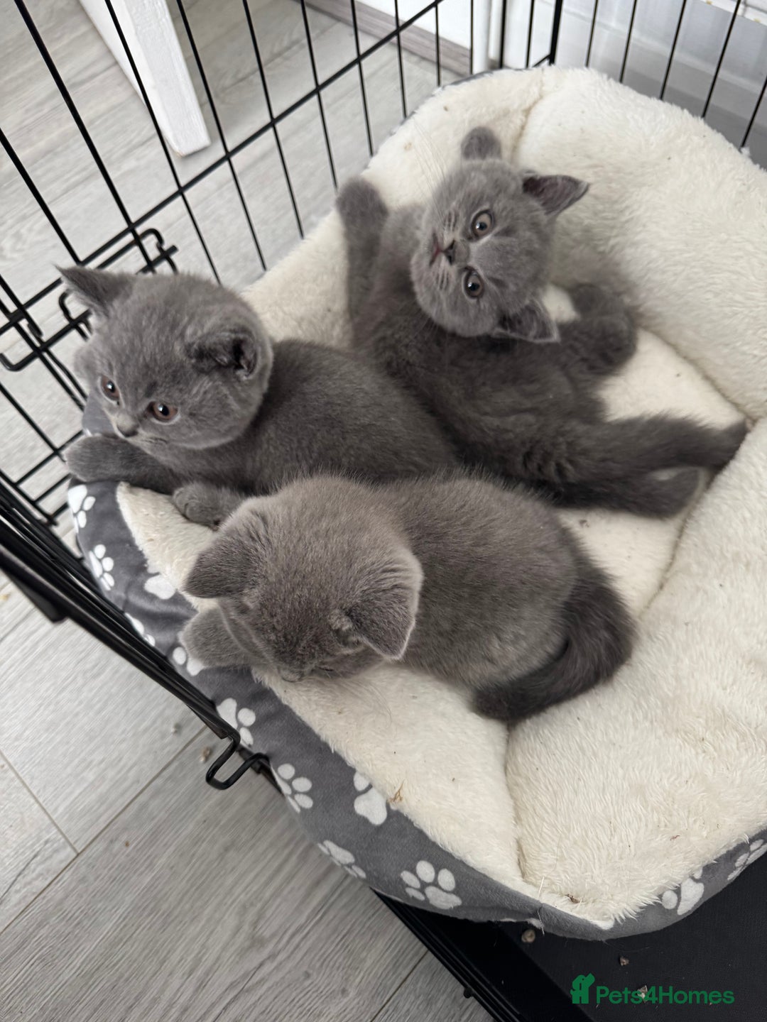 British Shorthair cats for sale: British shorthair kittens  - Image 2