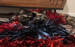 Exotic cats for sale: Beautiful exotic 5yr old female loving gentle  - Advert 3