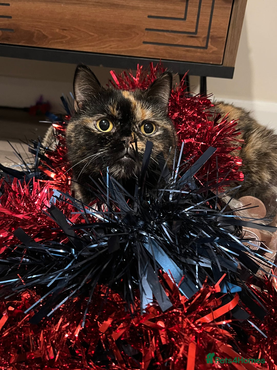 Exotic cats for sale: Beautiful exotic 5yr old female loving gentle  - Advert 3