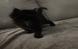Mixed Breed cats for sale: Gorgeous male fluffs  - Image 3