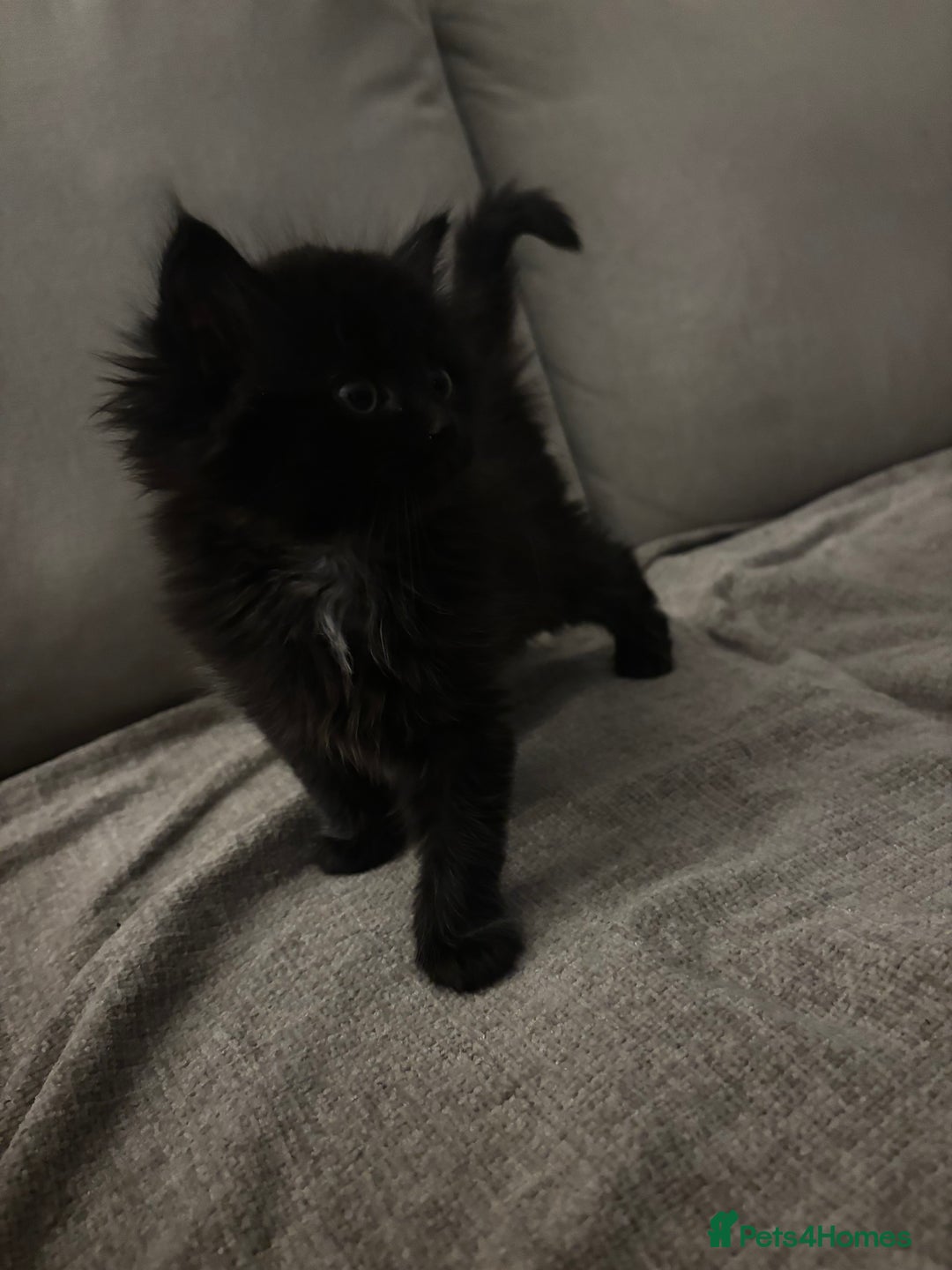 Mixed Breed cats for sale: Gorgeous male fluffs  - Image 3