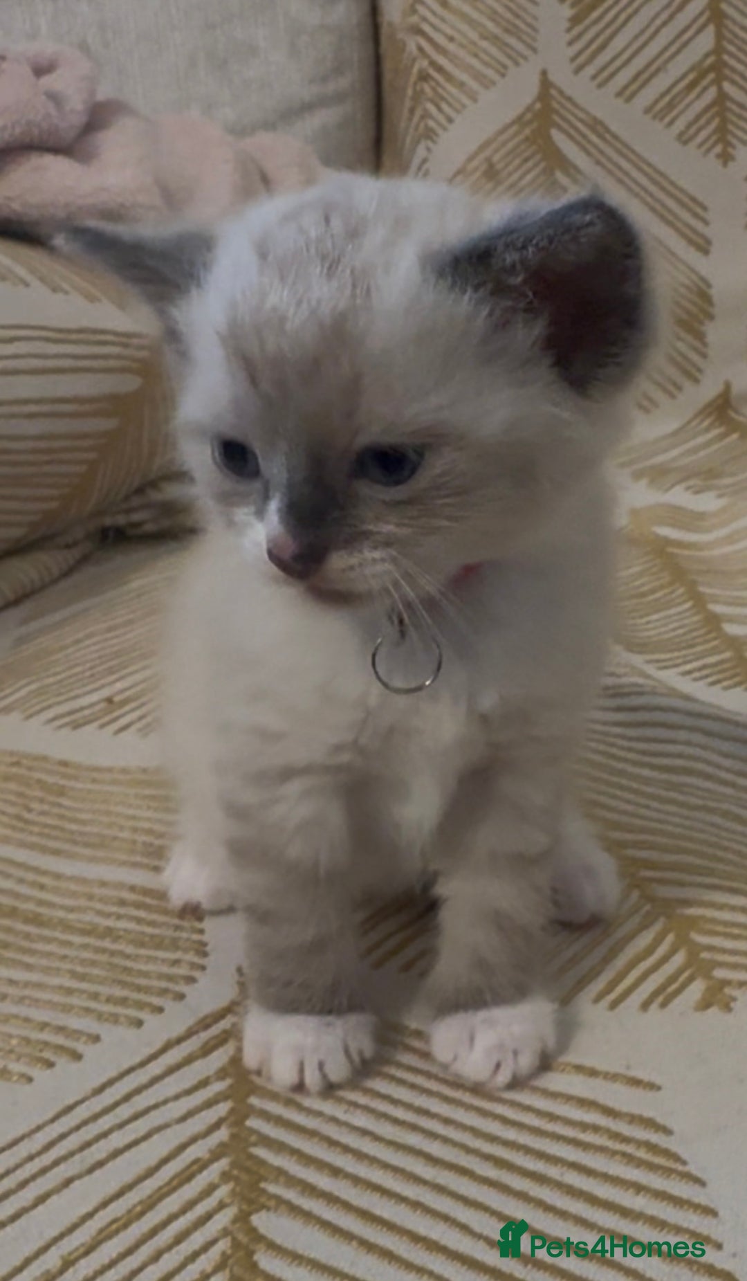 British Shorthair cats for sale: BSH mixed Russian Blue - Image 12