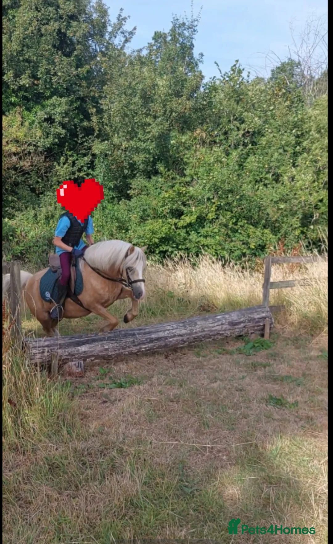 Other Breed horses for sale: Happy hack or project pony in Hereford - Advert 2