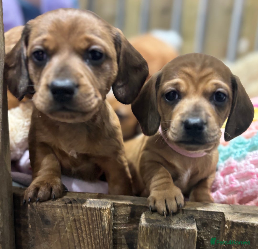 Miniature Dachshund dogs for sale: Miniature dachshund puppies  - Advert 3