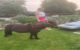Shetland pony horses for sale: Miniature Shetland  - Image 2