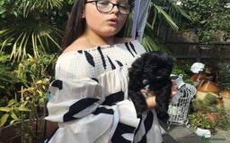 Shih Tzu dogs for sale: Tiny Imperial Shihtzu  Puppies  - Image 24