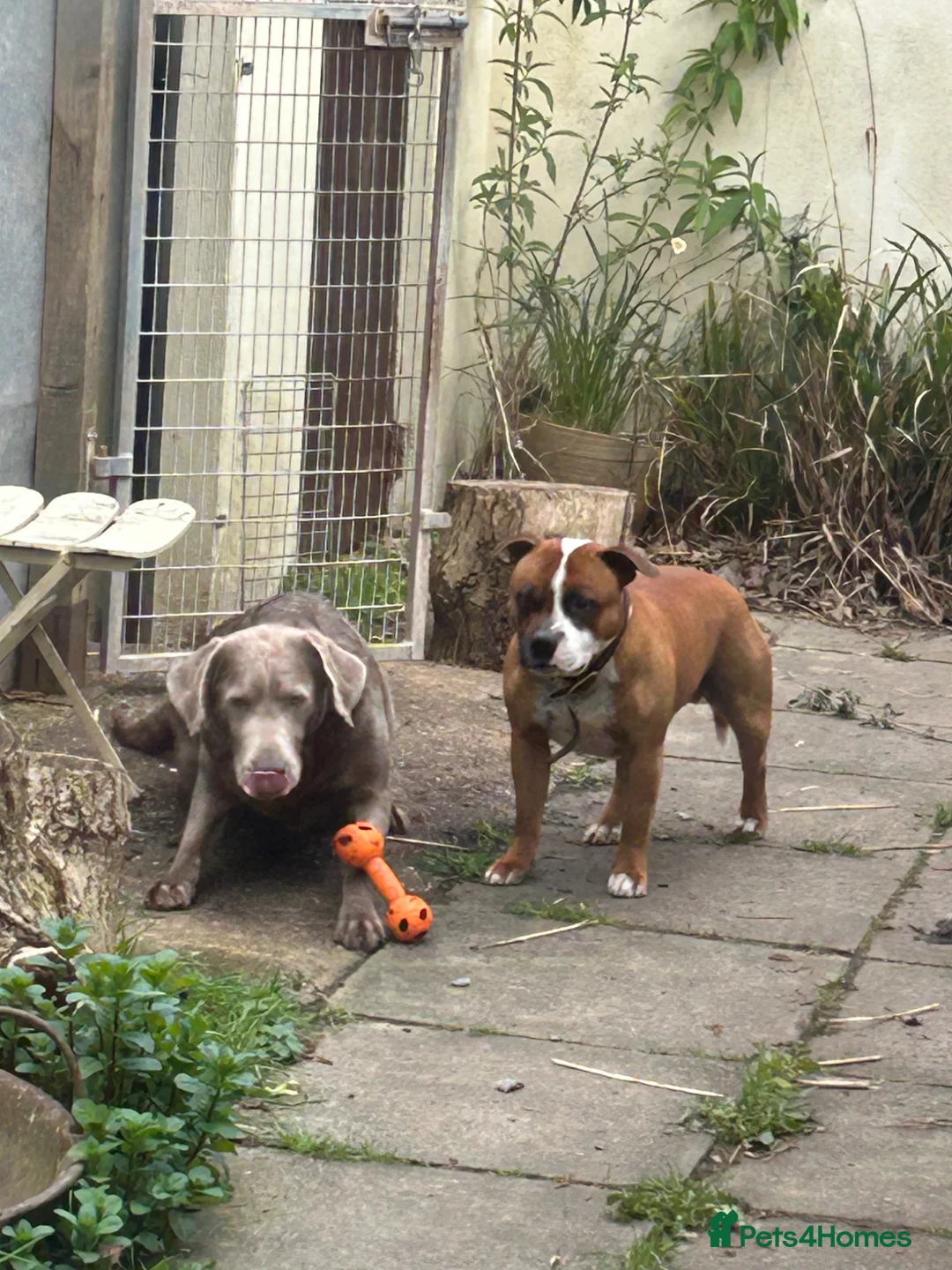 Labrador Retriever dogs for sale: Silver Labrador adult bitch - Advert 2