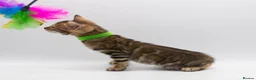 Bengal cats for sale: TICA Registered Brown & Snow Lynx Bengal Kittens - Advert 15