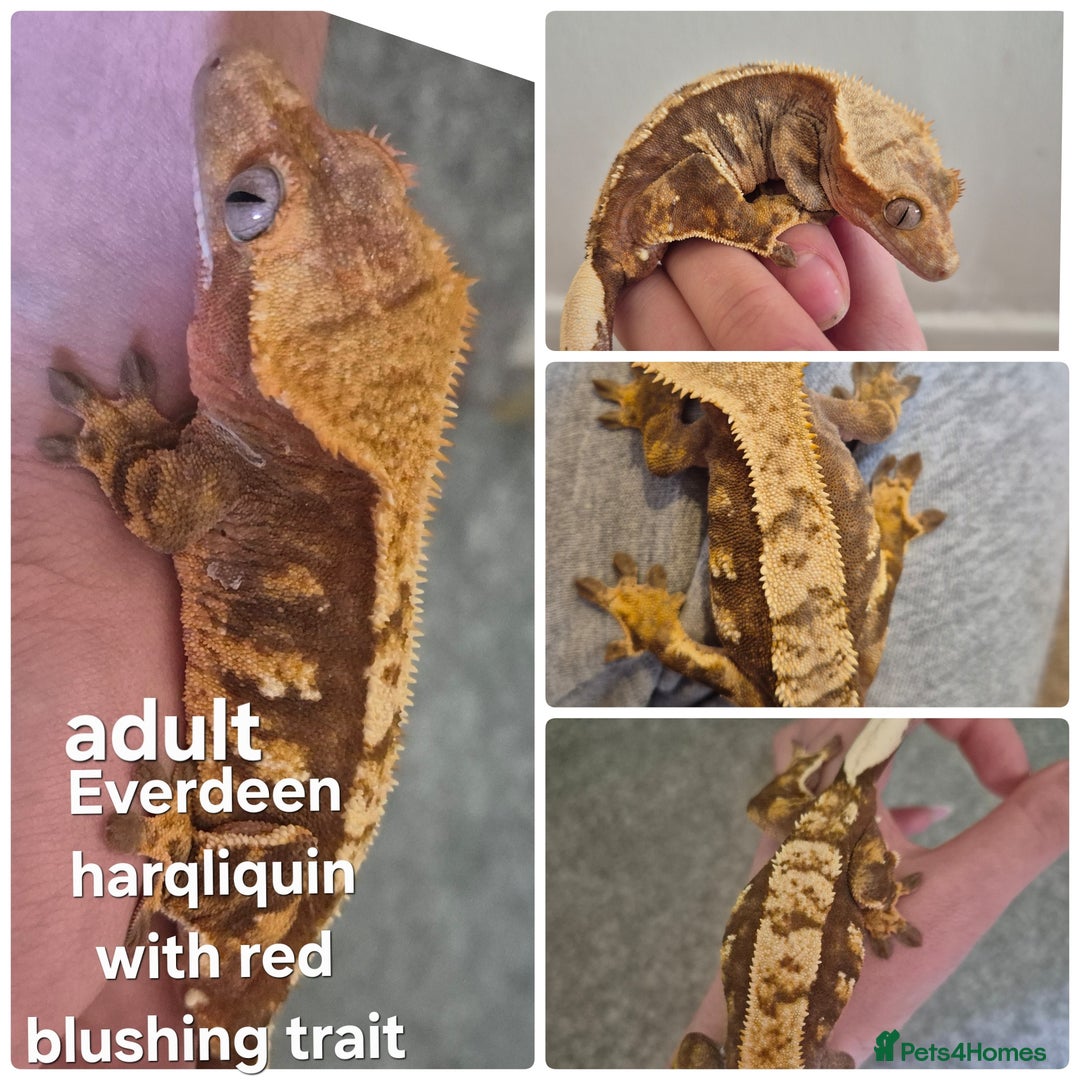Gecko reptiles for sale: Beautiful Unsexed Crested Geckos ⬇️  - Image 2