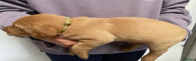 Labrador Retriever Puppy 1