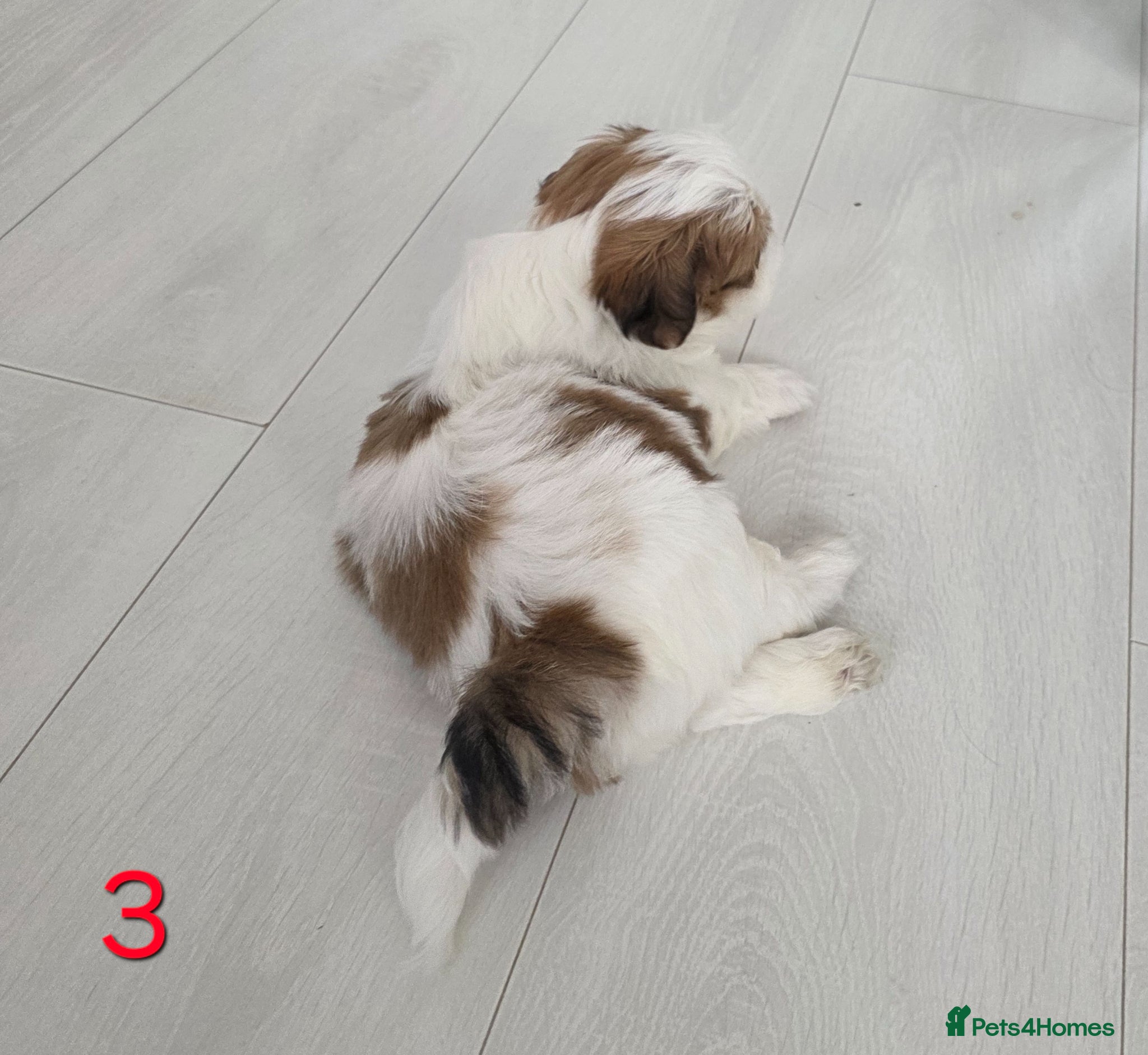 Mixed Breed dogs for sale: Beautiful 4 puppies (4 boys) - Advert 14