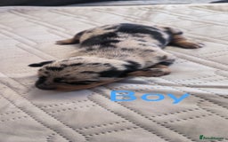 Dachshund dogs for sale: Miniature smooth hair dachshund  - Image 17