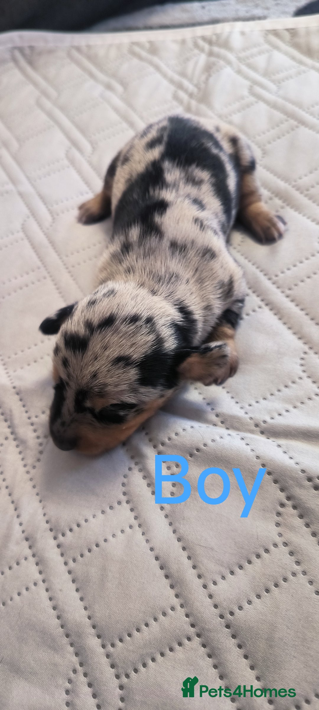 Dachshund dogs for sale: Miniature smooth hair dachshund  - Image 17