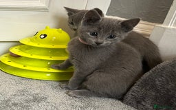 Russian Blue cats for sale: Russian Blue Kittens  - Image 38