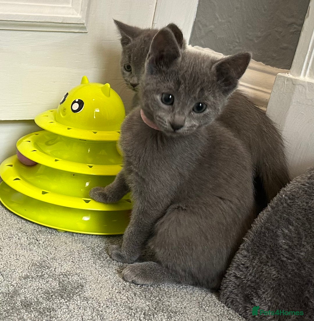 Russian Blue cats for sale: Russian Blue Kittens  - Image 38