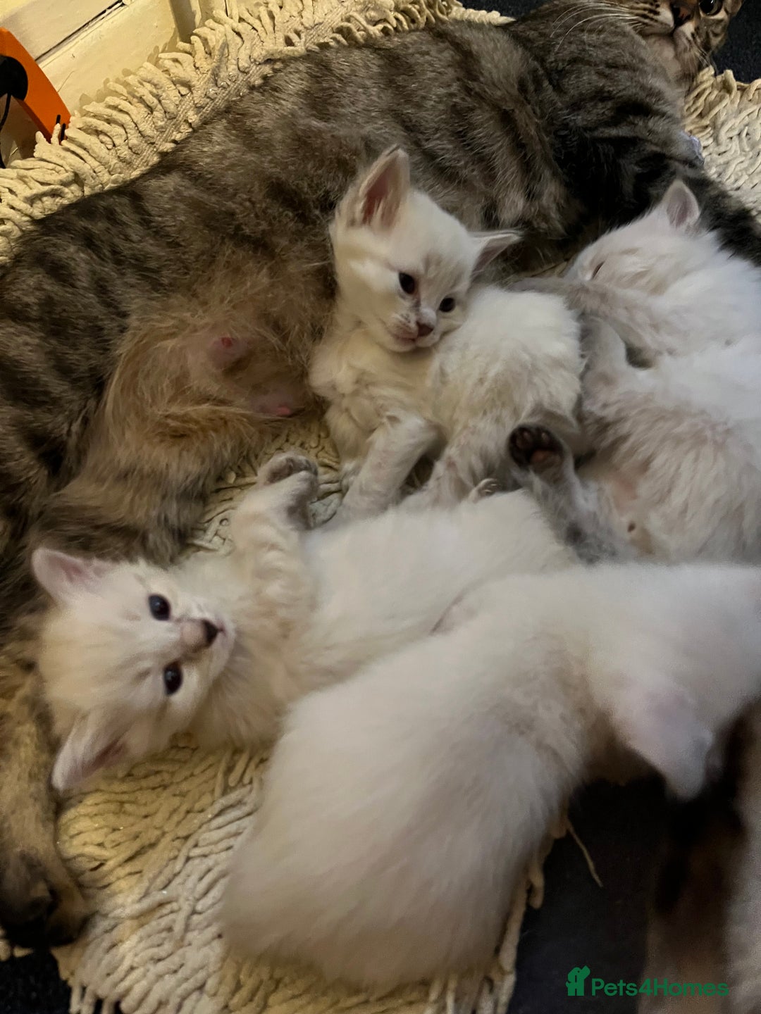 Mixed Breed cats for sale: Kittens for sale!  - Image 15