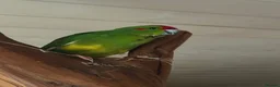 Parrots birds for sale: Four kakarikis in Usk - Advert 4