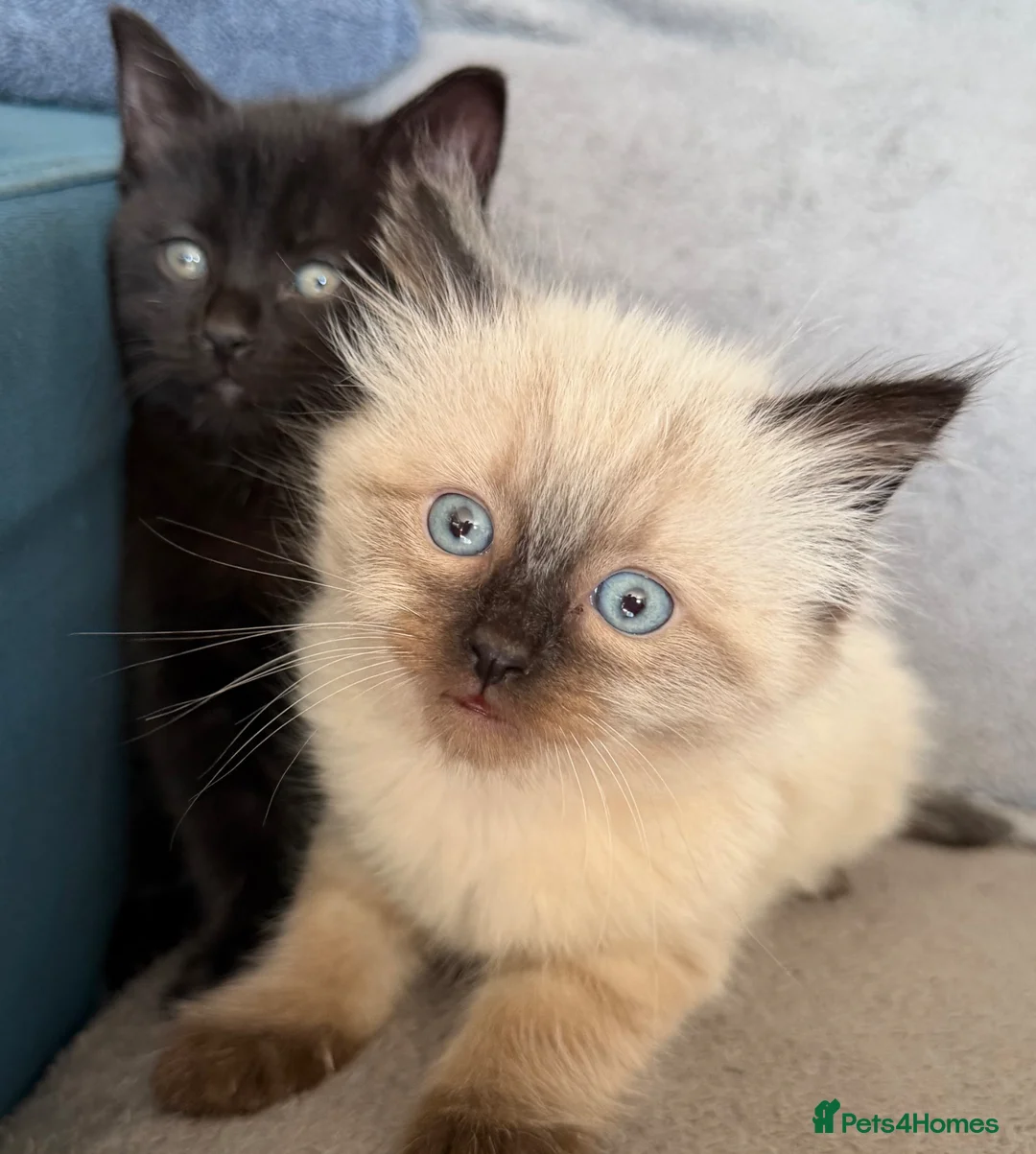 Mixed Breed cats for sale: Half ragdoll kittens after their forever home  - Advert 1