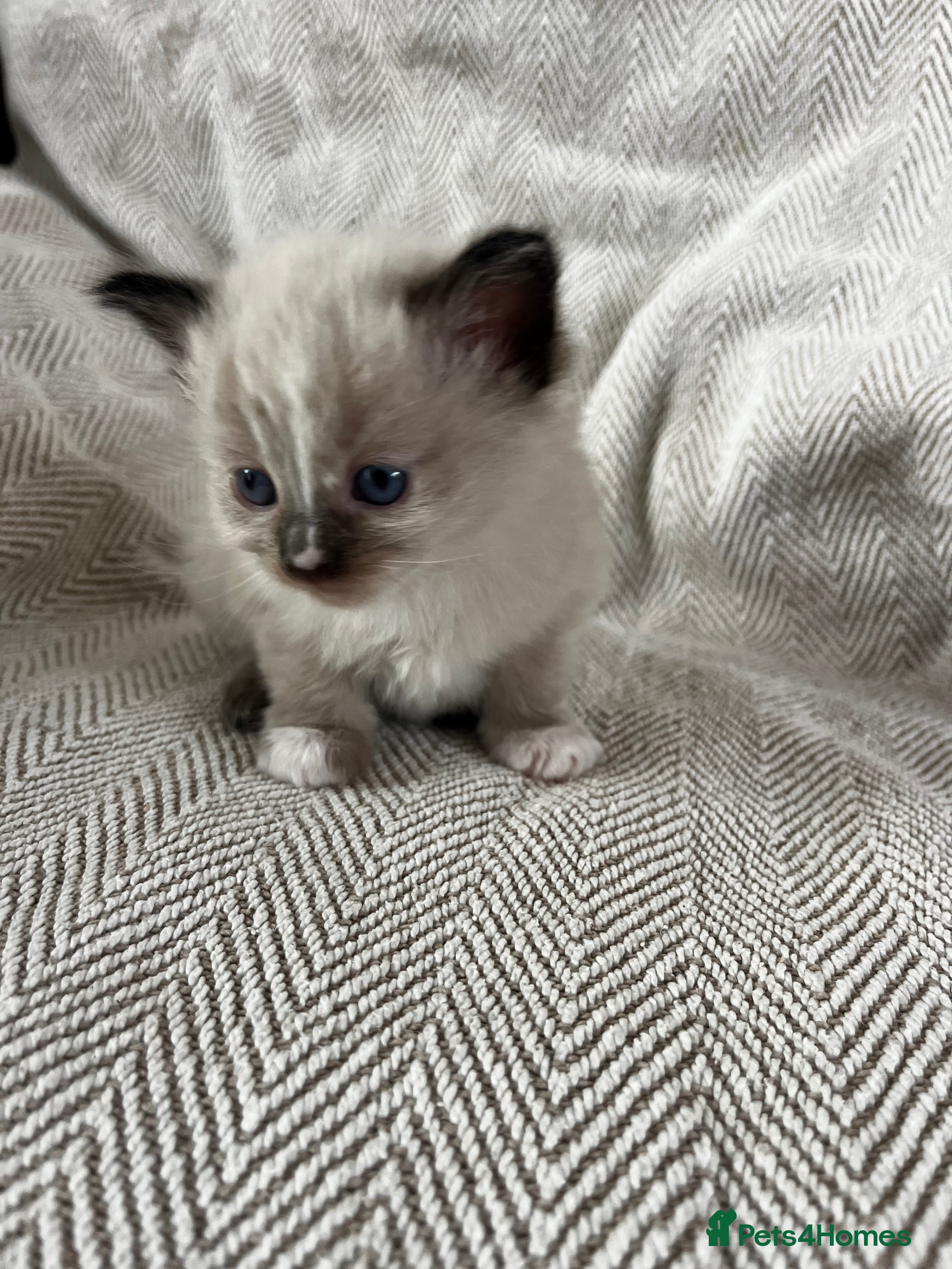 Ragdoll cats Beautiful main coon x ragdoll kittens  - Advert 6