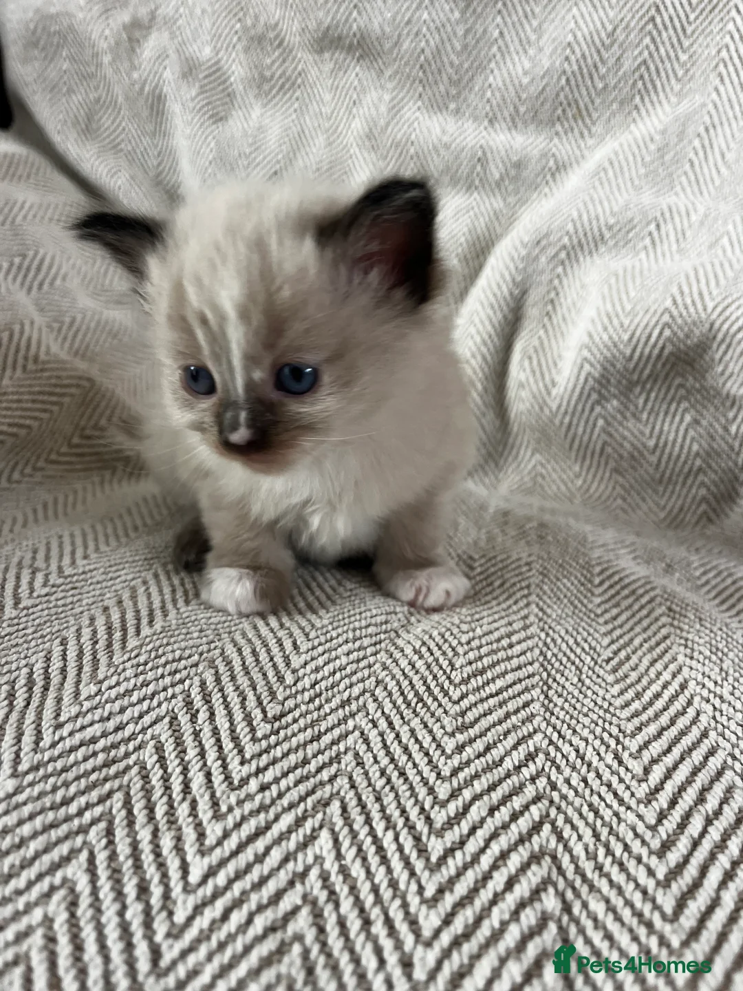 Ragdoll cats for sale: Beautiful main coon x ragdoll kittens  in Daventry - Advert 1