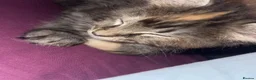 Mixed Breed cats for sale: Absolutely gorgeous Maine coon x kitten. - Advert 3