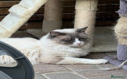 Ragdoll cats for sale: Blue `Bi-Colour  Male Ragdoll. 1 year - Image 5