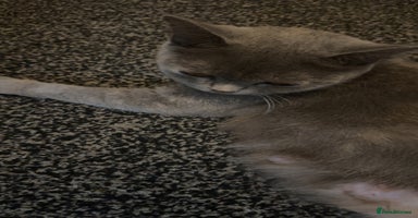 British Shorthair cats British short hair  - Advert 10