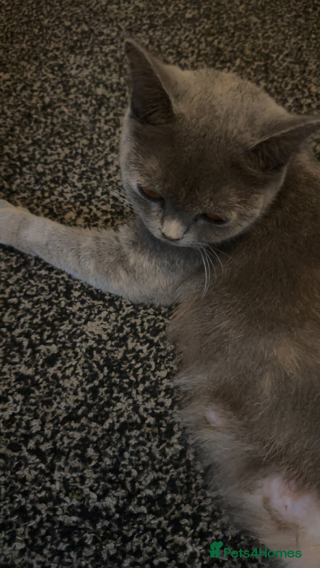 British Shorthair cats for sale: British short hair  - Image 21