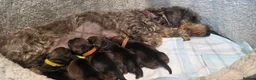 Dachshund dogs for sale: Dachshund/Teckle Standard Wire Haired Puppies in Wotton-under-Edge - Advert 10