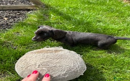 Miniature Dachshund dogs for sale: KC miniature Daschunds    - Image 2
