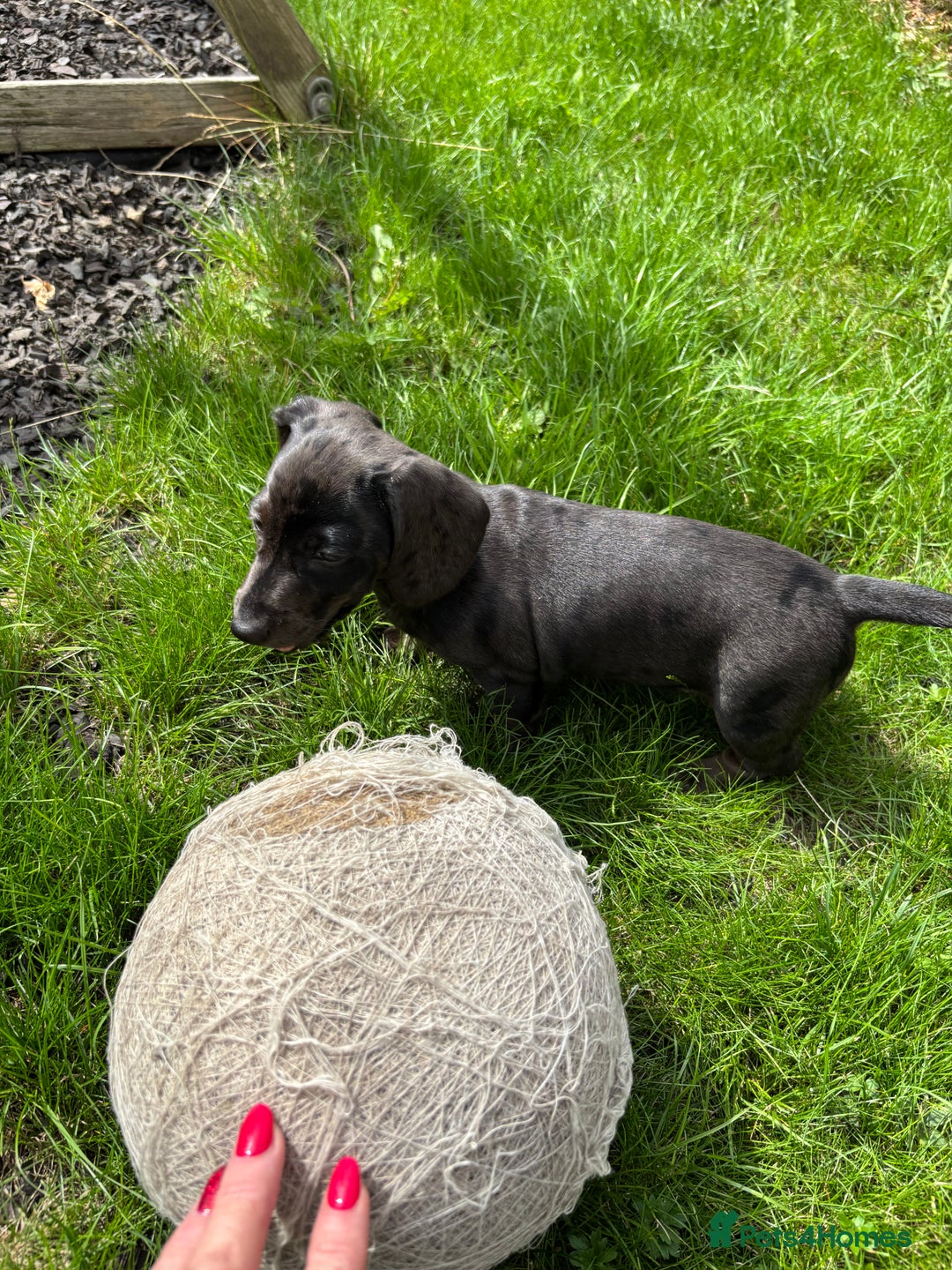 Miniature Dachshund dogs for sale: KC miniature Daschunds    - Image 2