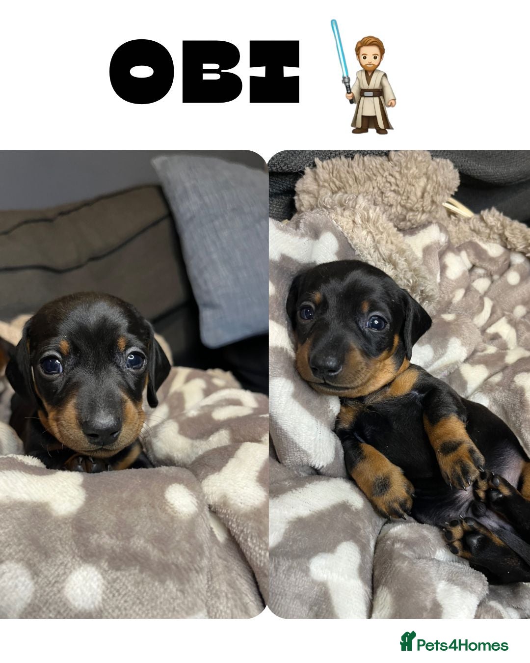 Dachshund dogs for sale: Stunning KC Miniature dachshunds - Advert 7