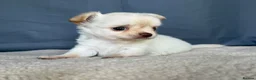Chihuahua dogs for sale: 2 Gorgeous little long haired Chihuahua babies  - Advert 11
