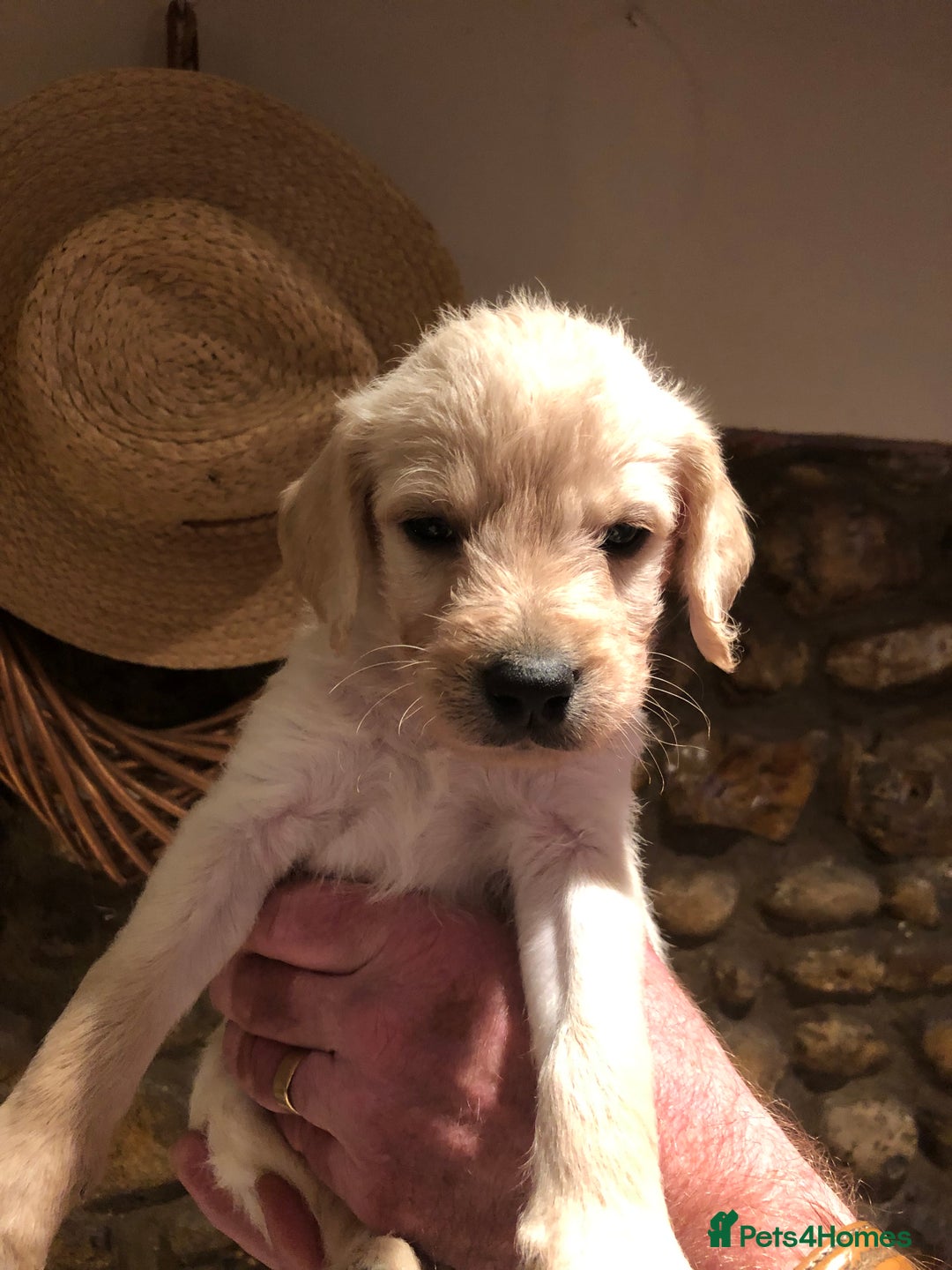 Labradoodle dogs for sale: READY NOW TOP QUALITY Standard F1 Labradoodles - Advert 4