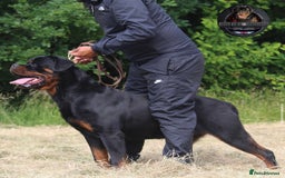 Rottweiler dogs for sale: Top KC Registered Rottweiler Puppies For Sale - Image 29