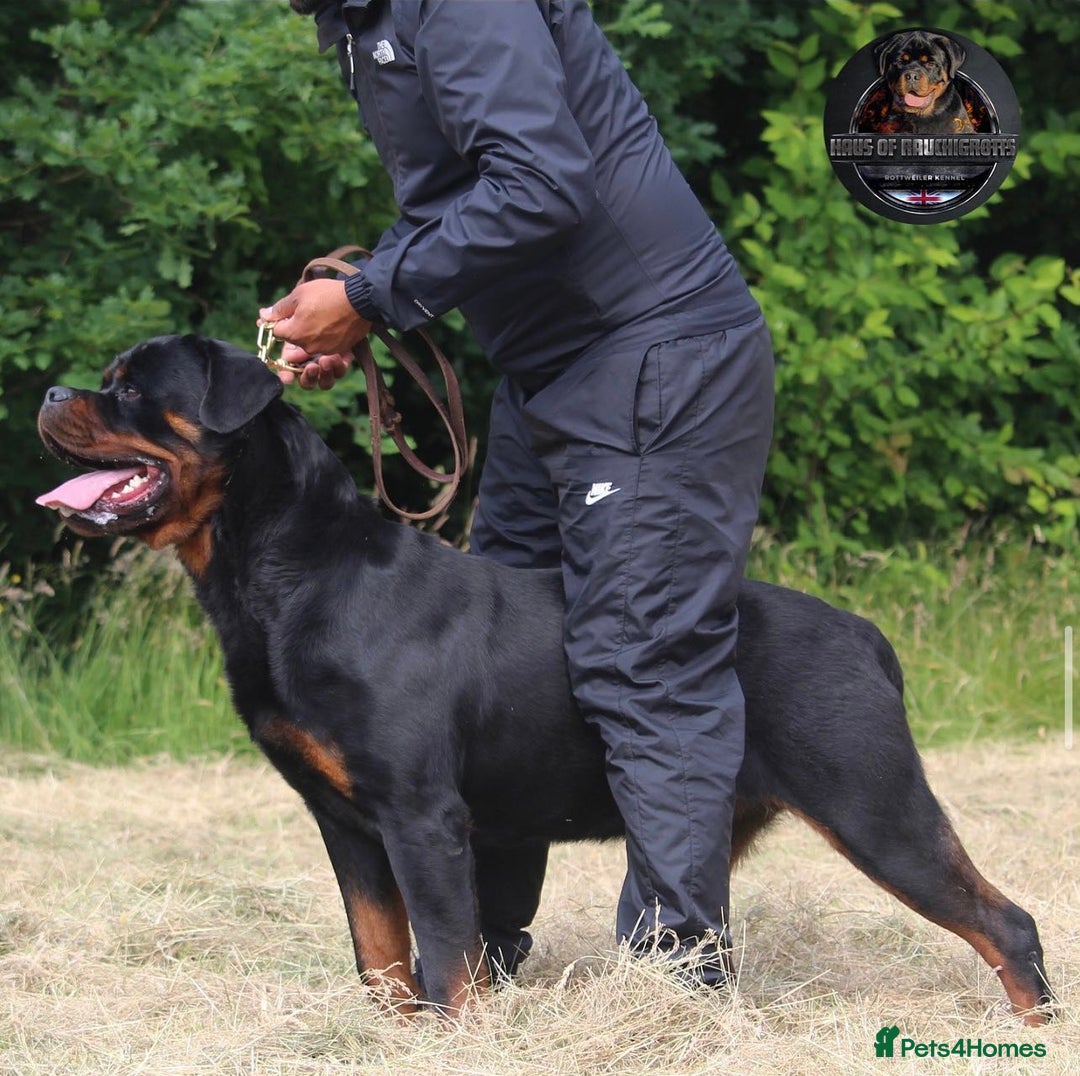 Rottweiler dogs for sale: Top KC Registered Rottweiler Puppies For Sale - Image 29