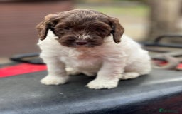 Cockapoo dogs for sale: 11 beautiful pups some very rare colours  - Image 2