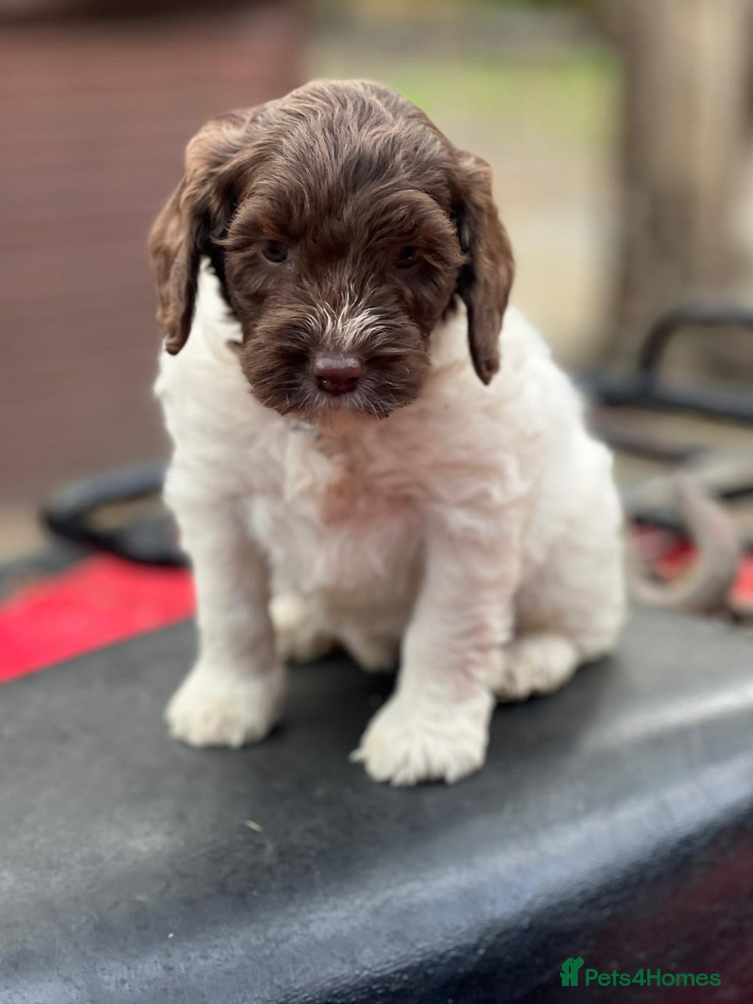 Cockapoo dogs for sale: 11 beautiful pups some very rare colours  - Image 2
