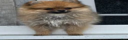Pomeranian dogs for sale: Tiny Pomeranian Puppies🏡👀  - Advert 7