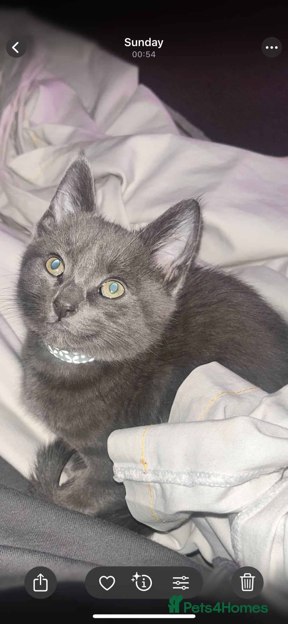 Russian Blue cats Russian blue x Bengal (LAST ONE!!!)💙🔥 - Advert 5