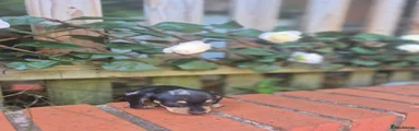 Dachshund 7