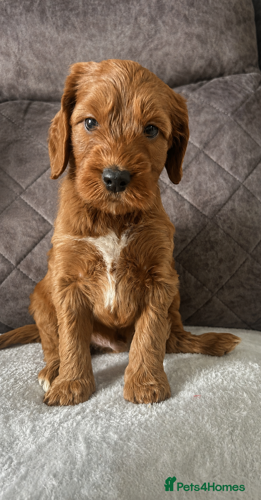 Irish Doodle dogs F1 miniature Irish doodles  - Advert 3