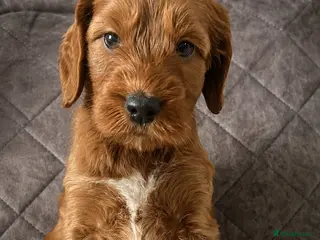 Irish Doodle dogs F1 miniature Irish doodles - Advert 3