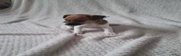Jack Russell dogs for sale: Jack Russell Puppies  - Advert 6