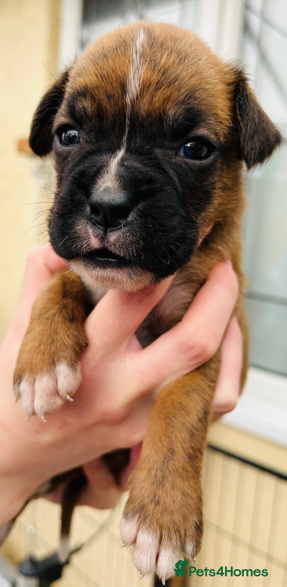 Boxer dogs 5 Star Licensed Breeder 23 years experience  - Advert 2