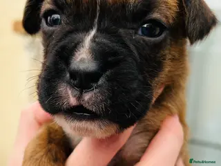 Boxer dogs 5 Star Licensed Breeder 23 years experience - Advert 3