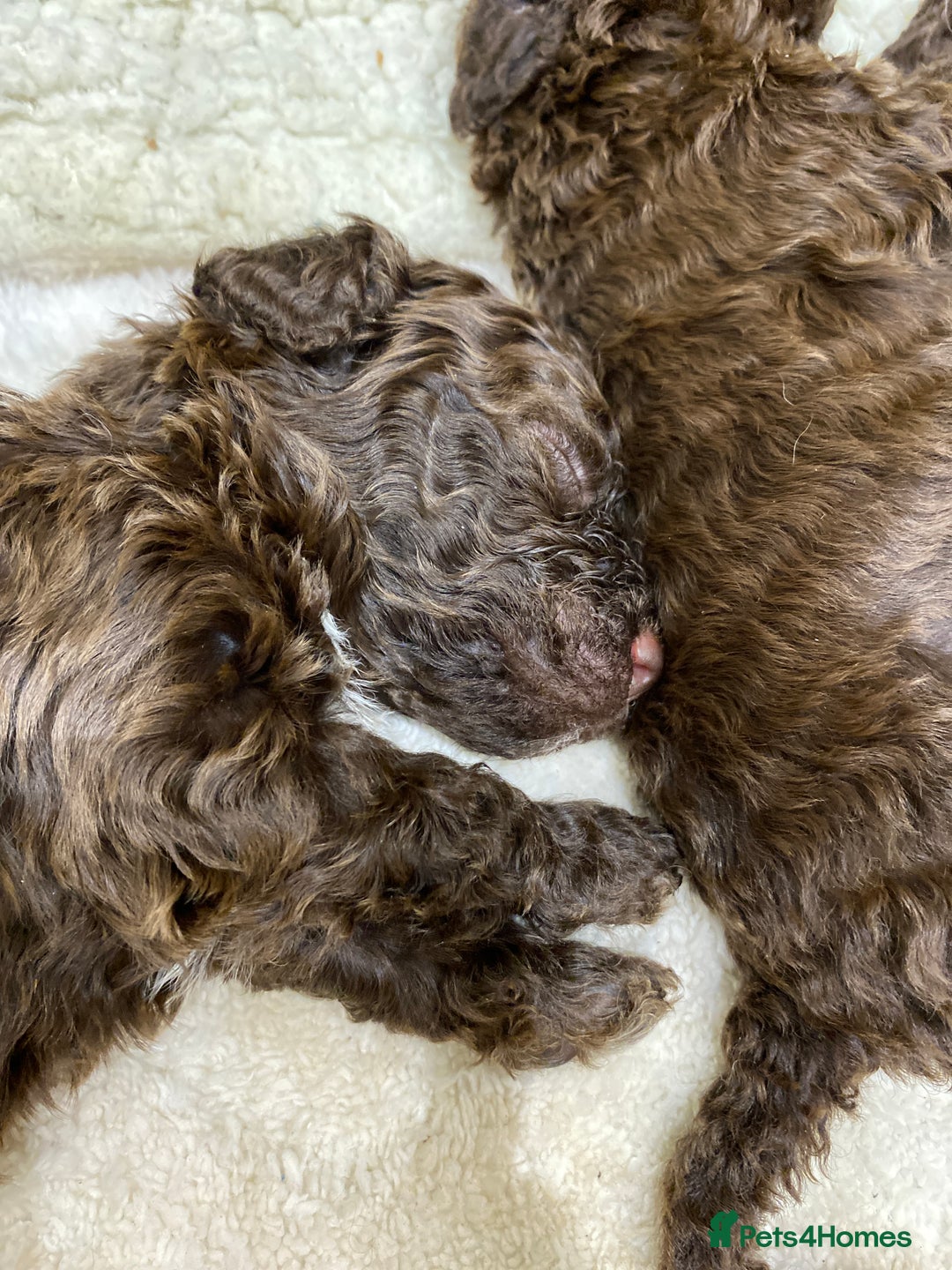 Lagotto Romagnolo dogs for sale: Lagotto Romagnolo puppies  - Advert 9