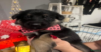 German Shepherd dogs Lovely GSD puppies  - Advert 1