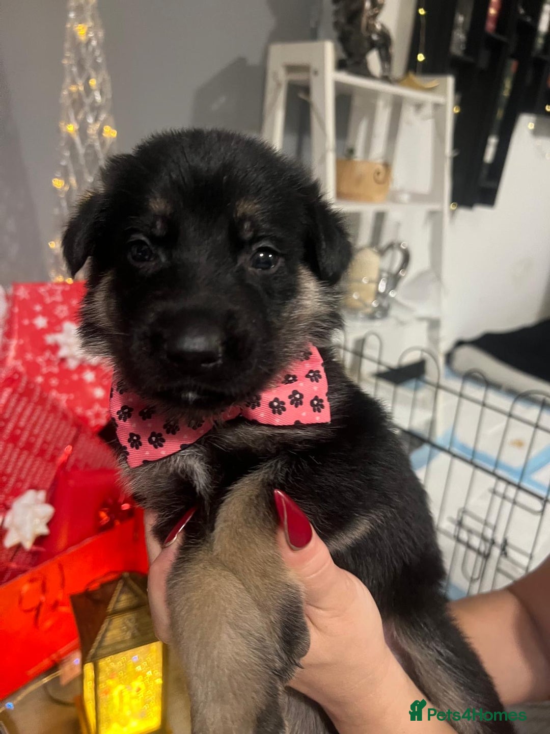 German Shepherd dogs for sale: Lovely GSD puppies  - Advert 3